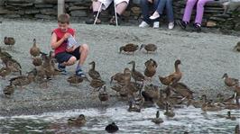 A young visitor feeds the ducks at Coniston Landing